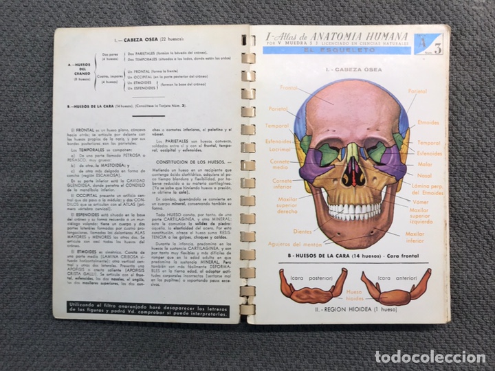 ant-190980)cuerpo humano anatomía de estudio d - Compra venta en  todocoleccion