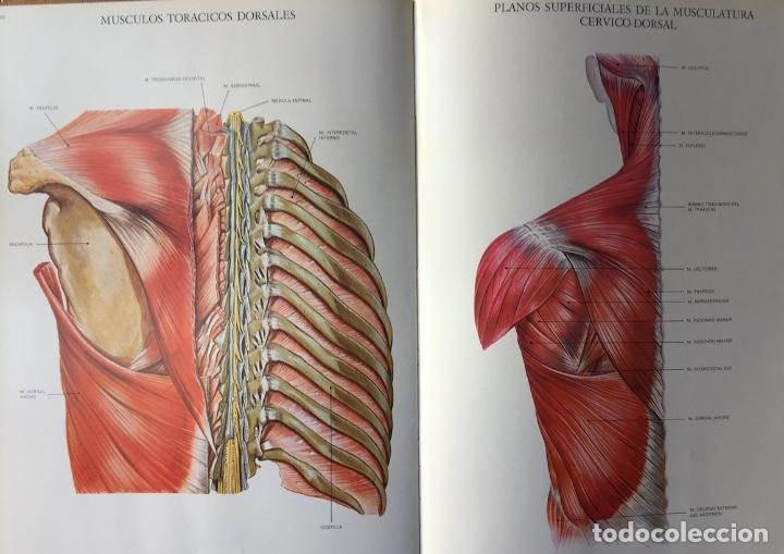 Libros de segunda mano: L&aacute;minas de anatom&iacute;a. Almirall 1975 - Foto 3
