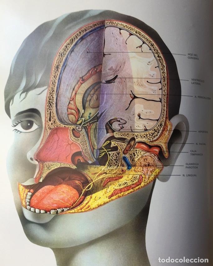 Libros de segunda mano: L&aacute;minas de anatom&iacute;a. Almirall 1975 - Foto 4