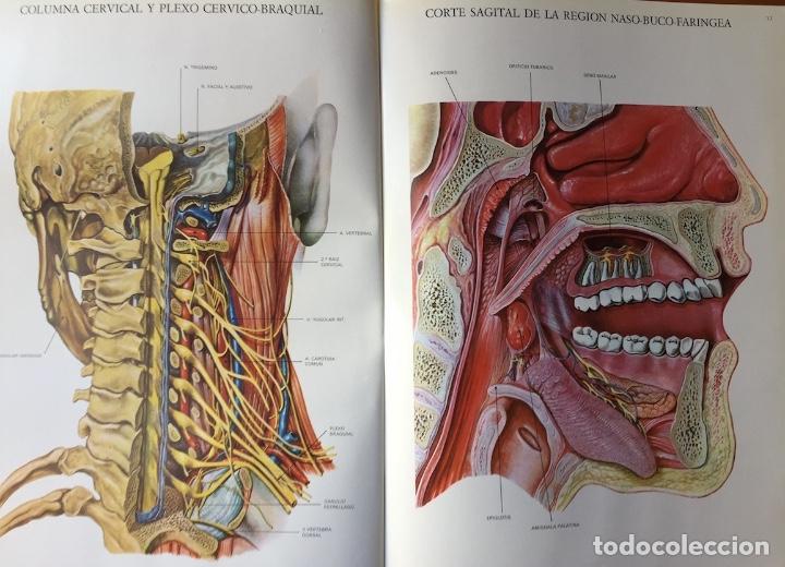 Libros de segunda mano: L&aacute;minas de anatom&iacute;a. Almirall 1975 - Foto 5