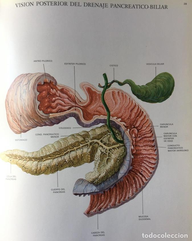 Libros de segunda mano: L&aacute;minas de anatom&iacute;a. Almirall 1975 - Foto 6