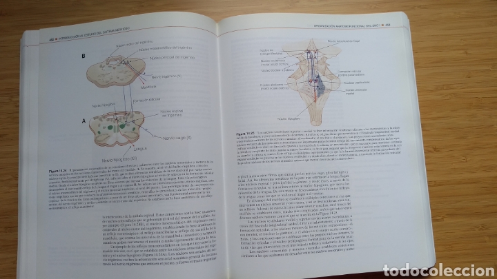 Libros de segunda mano: Fundamentos biol&oacute;gicos de la conducta - VV AA - Foto 2