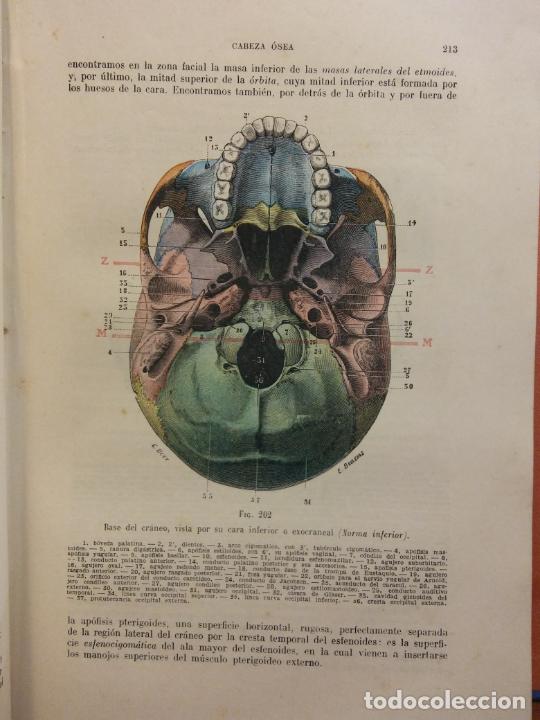 Anatomía Humana. L. Testut. A. Latarjet. Tomo P - Comprar Libros De ...