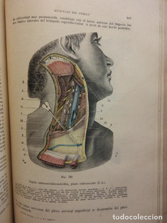 Anatomía Humana. L. Testut. A. Latarjet. Tomo P - Comprar Libros De ...