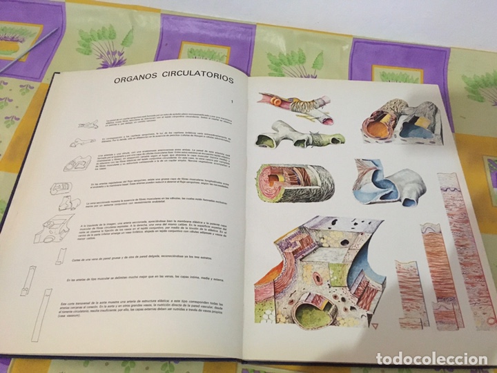 Libros de segunda mano: Histolog&iacute;a pl&aacute;stica. Roman Hippeli 1967 - Foto 2