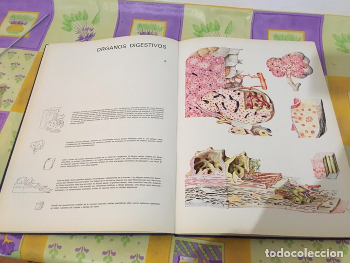 Libros de segunda mano: Histolog&iacute;a pl&aacute;stica. Roman Hippeli 1967 - Foto 3