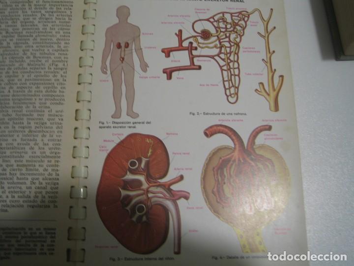 Libros de segunda mano: ATLAS DEL CUERPO HUMANO - Foto 3