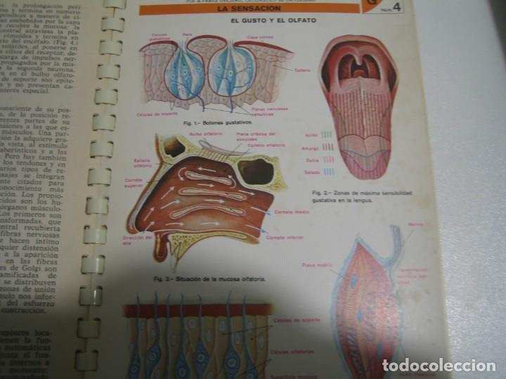 Libros de segunda mano: ATLAS DEL CUERPO HUMANO - Foto 4