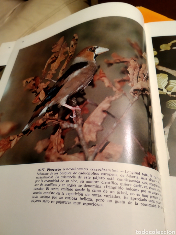 Libros de segunda mano: Pajaros cantores - Foto 2