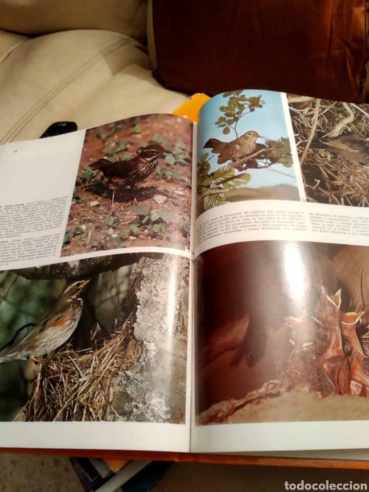 Libros de segunda mano: Pajaros cantores - Foto 4