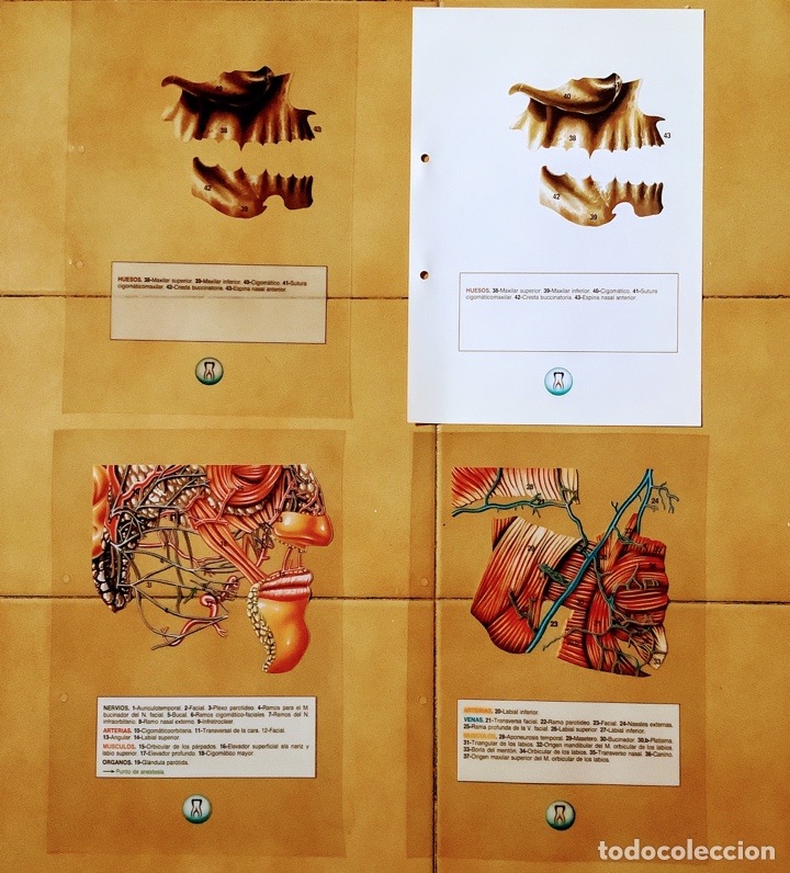 Libros de segunda mano: Transparencias de anatom&iacute;a - Foto 2