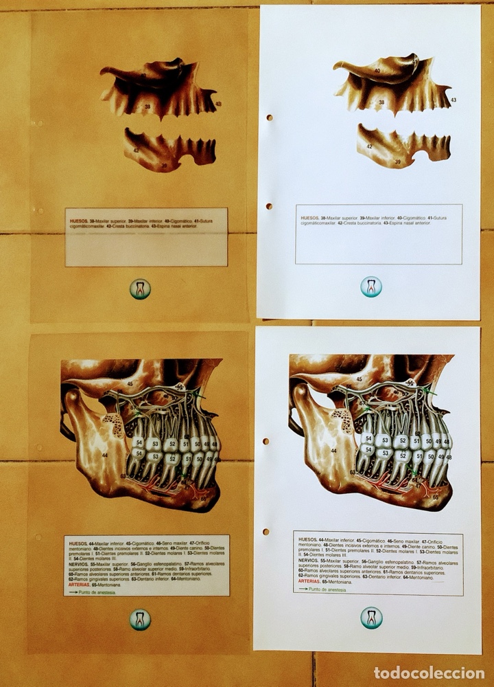 Libros de segunda mano: Transparencias de anatom&iacute;a - Foto 3