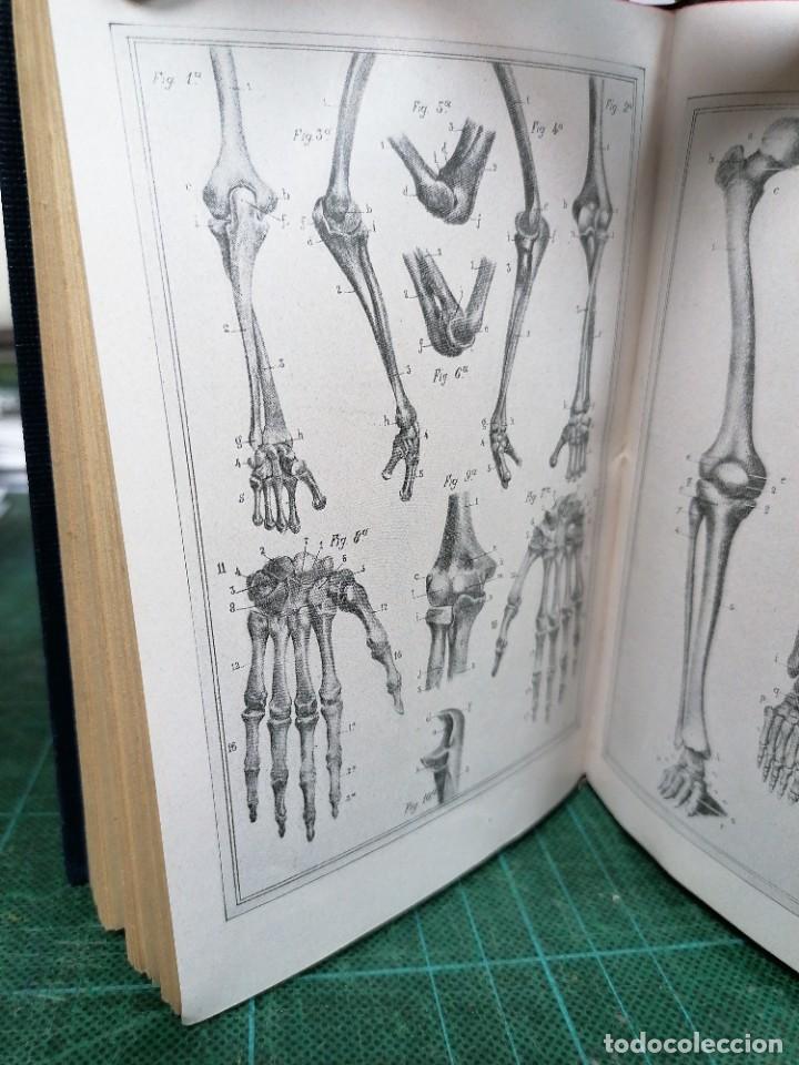 Libros de segunda mano: Elementos de anatom&iacute;a art&iacute;stica. Esquivel - Foto 3