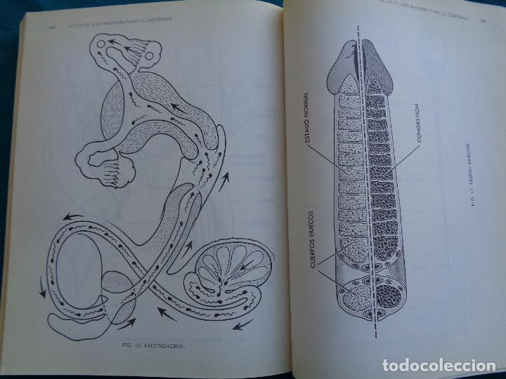 Libros de segunda mano: EDUCACI&Oacute;N SEXUAL, BURT MEEKS. 1976 - Foto 3