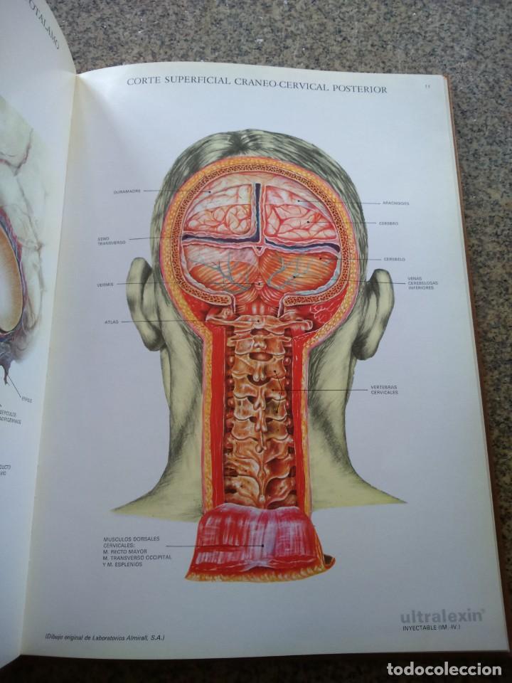 Libros de segunda mano: LAMINAS DE ANATOMIA -- ALMIRALL 1975 -- - Foto 3
