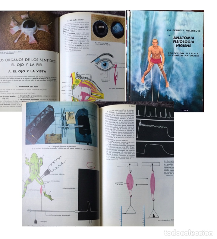 Libros de segunda mano: 1965, ANATOMIA, FISIOLOG&Iacute;A, HIGIENE. 1&ordf; edici&oacute;n.