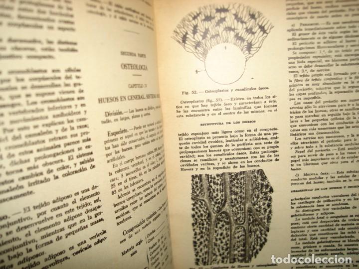Libros de segunda mano: 34- COMPENDIO DE ANATOM&Iacute;A DESCRIPTIVA - DR. J. A. FORT - Foto 6
