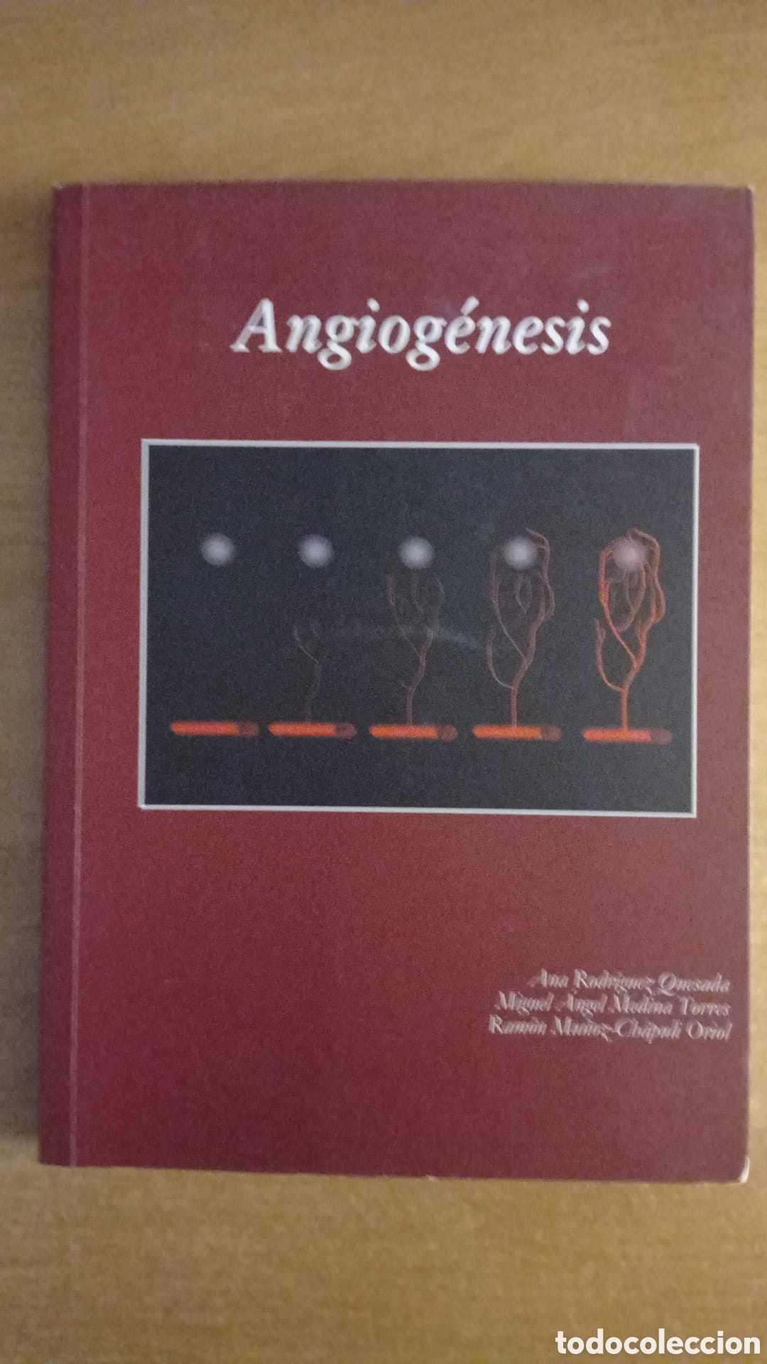 Gebrauchte B&uuml;cher: Angiog&eacute;nesis, Rodr&iacute;guez Quesada, Medina Torres, Mu&ntilde;oz-Ch&aacute;puli