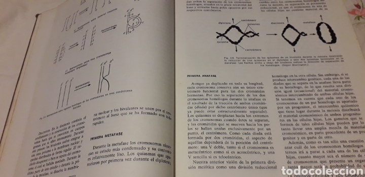 Libros de segunda mano: GEN&Eacute;TICA, MONROE W. STRICKBERGER, - Foto 6