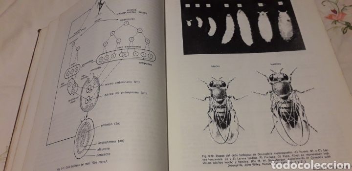 Libros de segunda mano: GEN&Eacute;TICA, MONROE W. STRICKBERGER, - Foto 7
