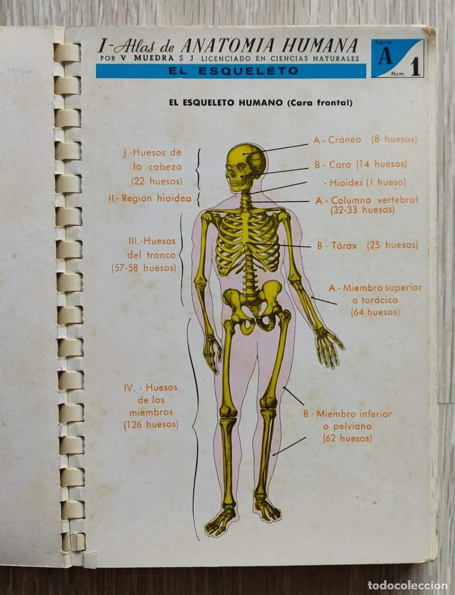 Libros de segunda mano: Atlas de Anatomia. - Foto 4
