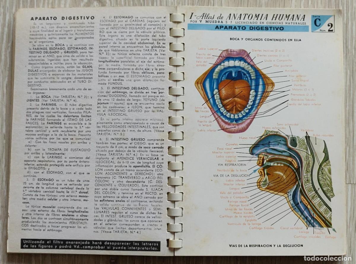 Libros de segunda mano: Atlas de Anatomia. - Foto 5