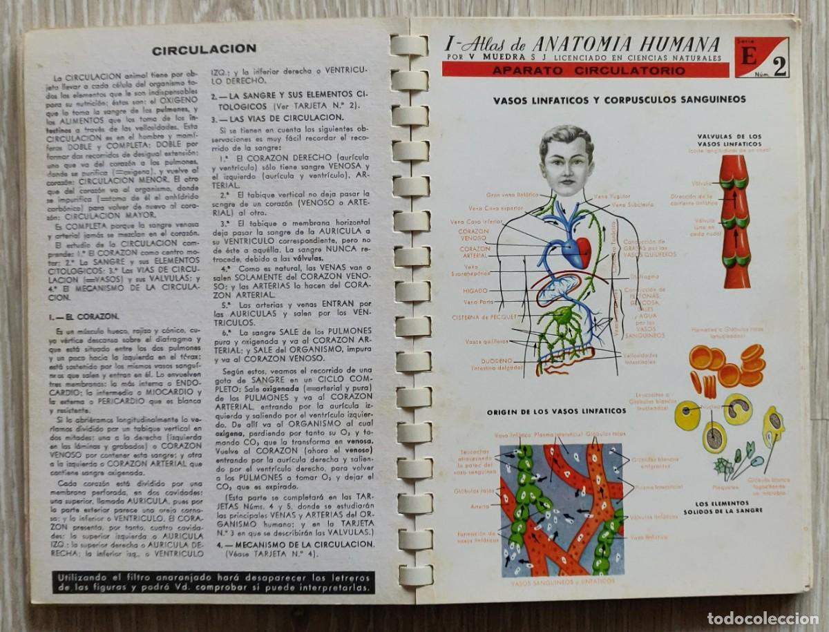 Libros de segunda mano: Atlas de Anatomia. - Foto 6