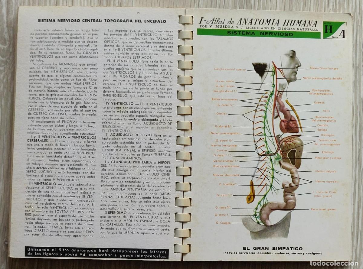 Libros de segunda mano: Atlas de Anatomia. - Foto 7
