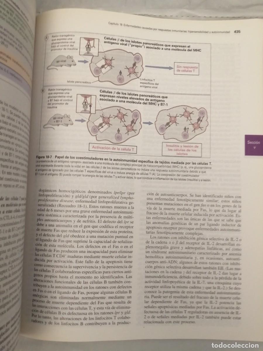 Libros de segunda mano: INMUNOLOG&Iacute;A CELULAR Y MOLECULAR (Cuarta edici&oacute;n) - Foto 3