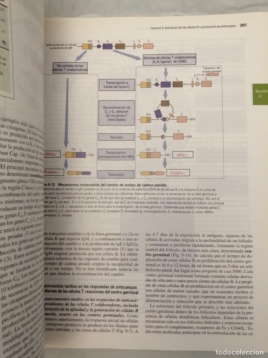 Libros de segunda mano: INMUNOLOG&Iacute;A CELULAR Y MOLECULAR (Cuarta edici&oacute;n) - Foto 5