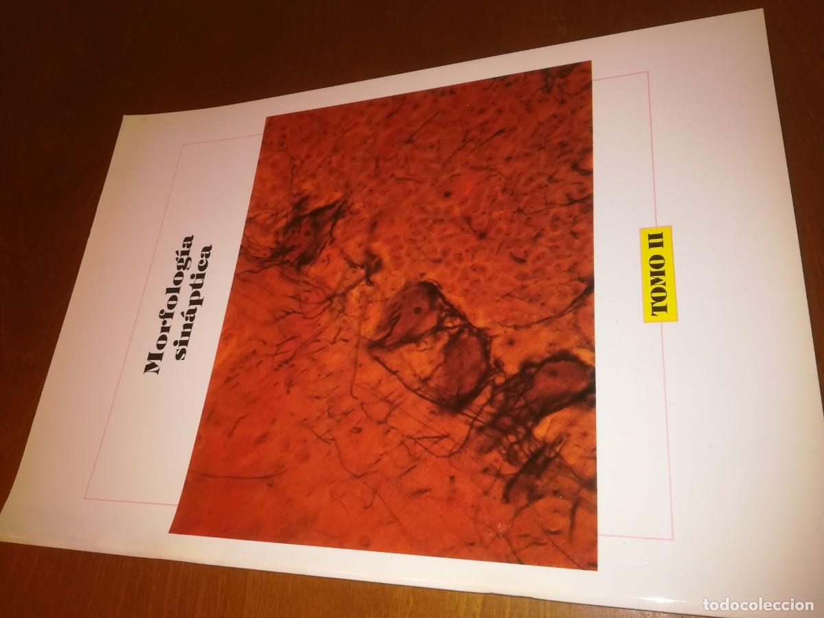 Second hand books: MORFOLOGIA SINAPTICA / / CONS 517
