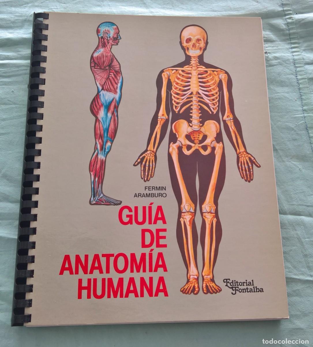 Libros de segunda mano: GU&Iacute;A DE ANATOM&Iacute;A HUMANA.FERMIN ARAMBURU Ed. Fontalba..Muy ilustrada