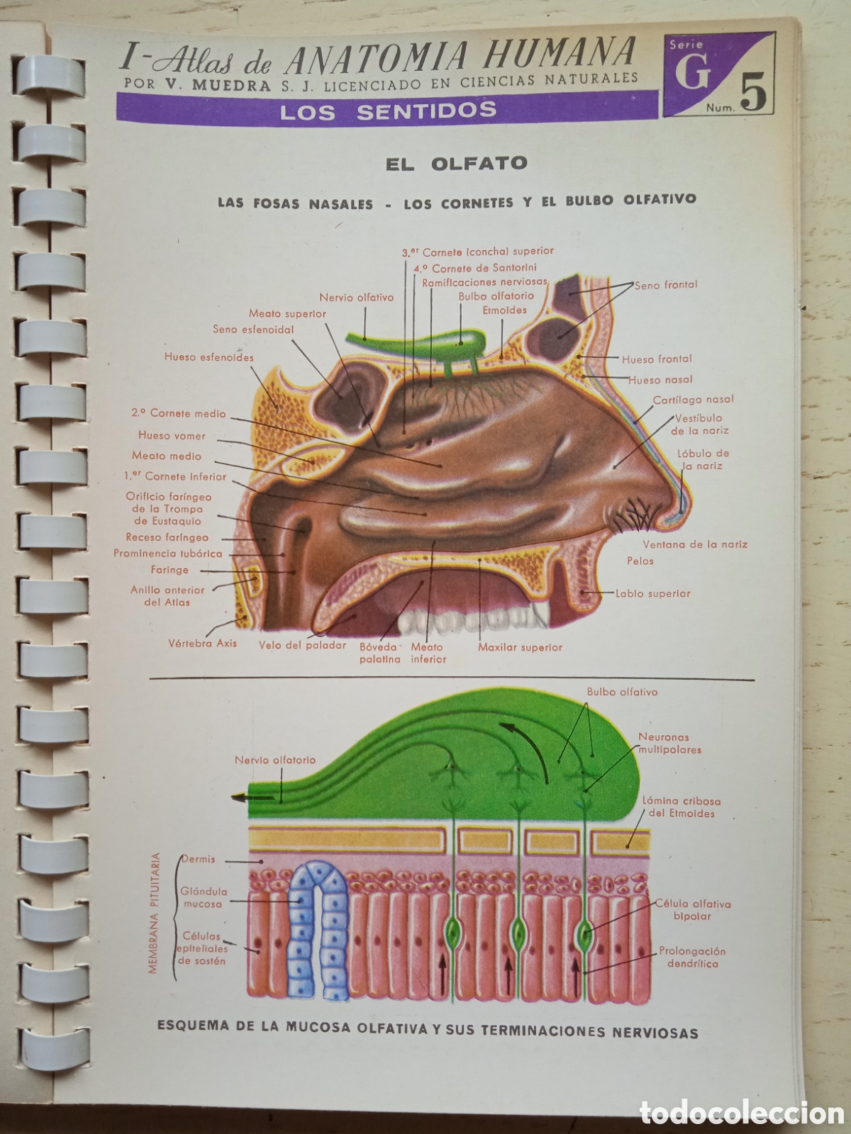 Libros de segunda mano: Atlas Anatom&iacute;a Humana - Foto 2
