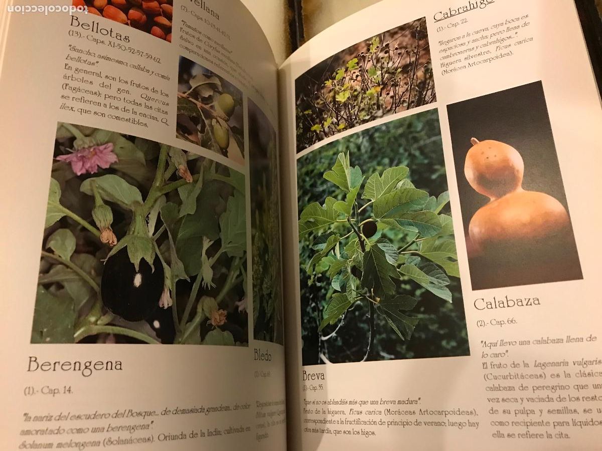 Libros de segunda mano: La flora del Quijote. - Foto 3