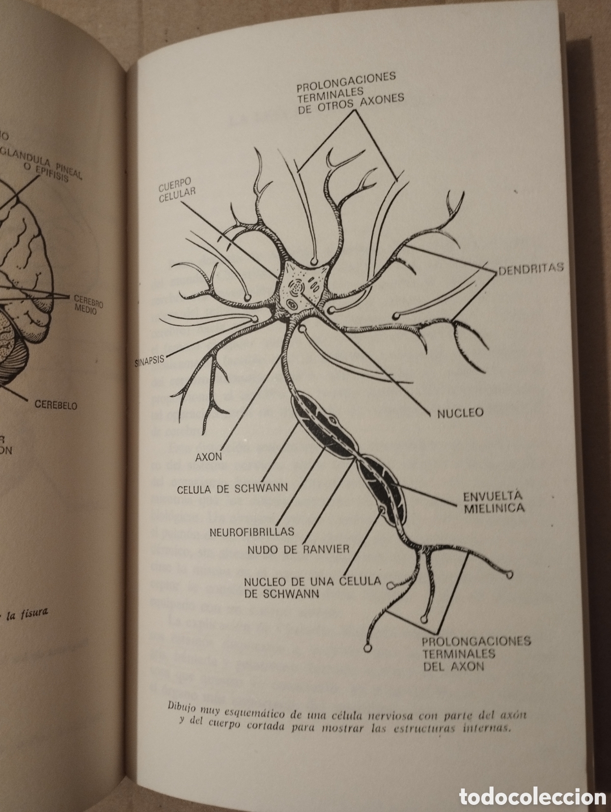 Libros de segunda mano: EXPLORADORES DEL CEREBRO (LEONARD A. STEVENS) - Foto 5