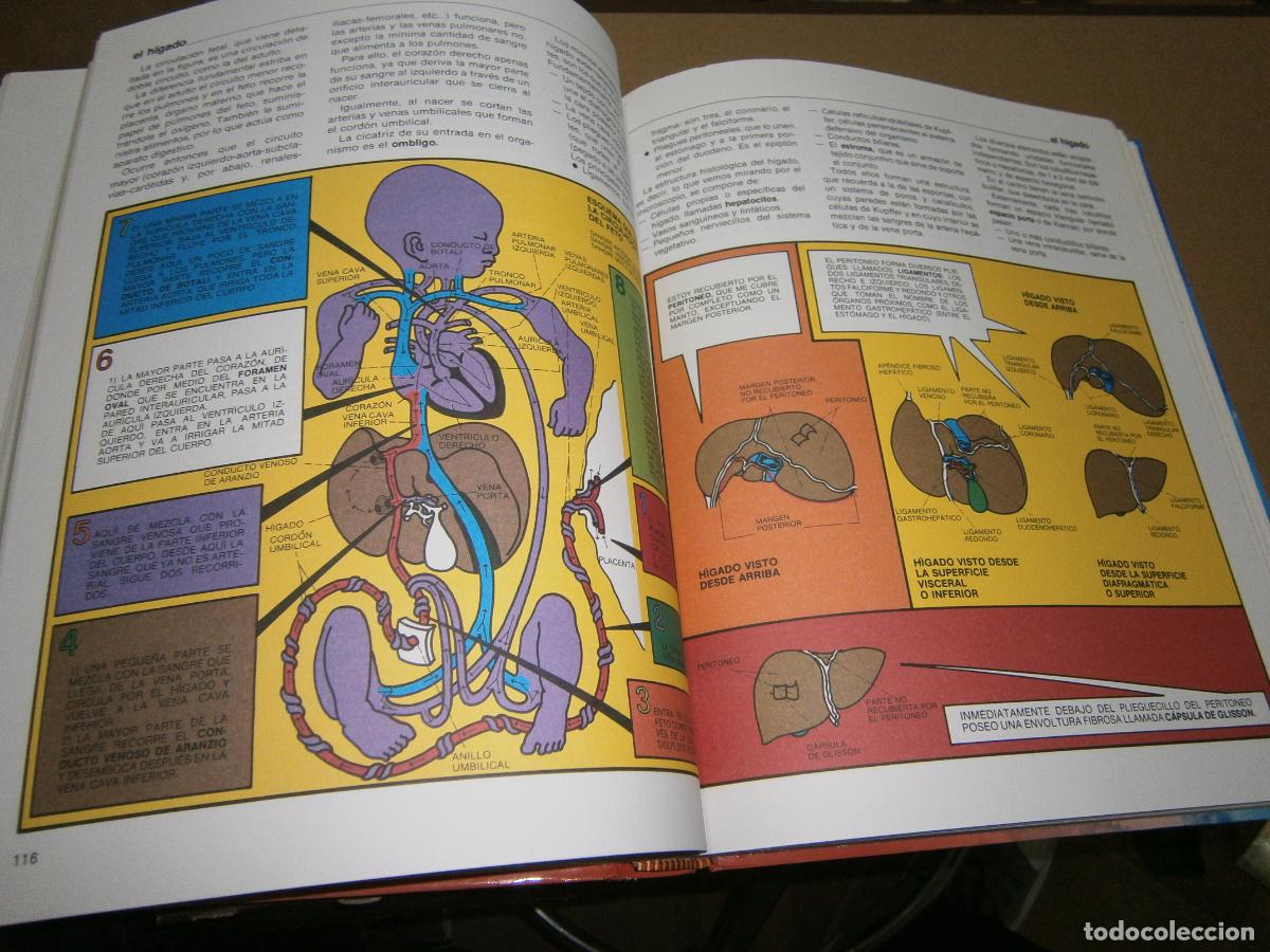 Libros de segunda mano: ANTIGUO LIBRO - EL CUERPO HUMANO - Foto 2