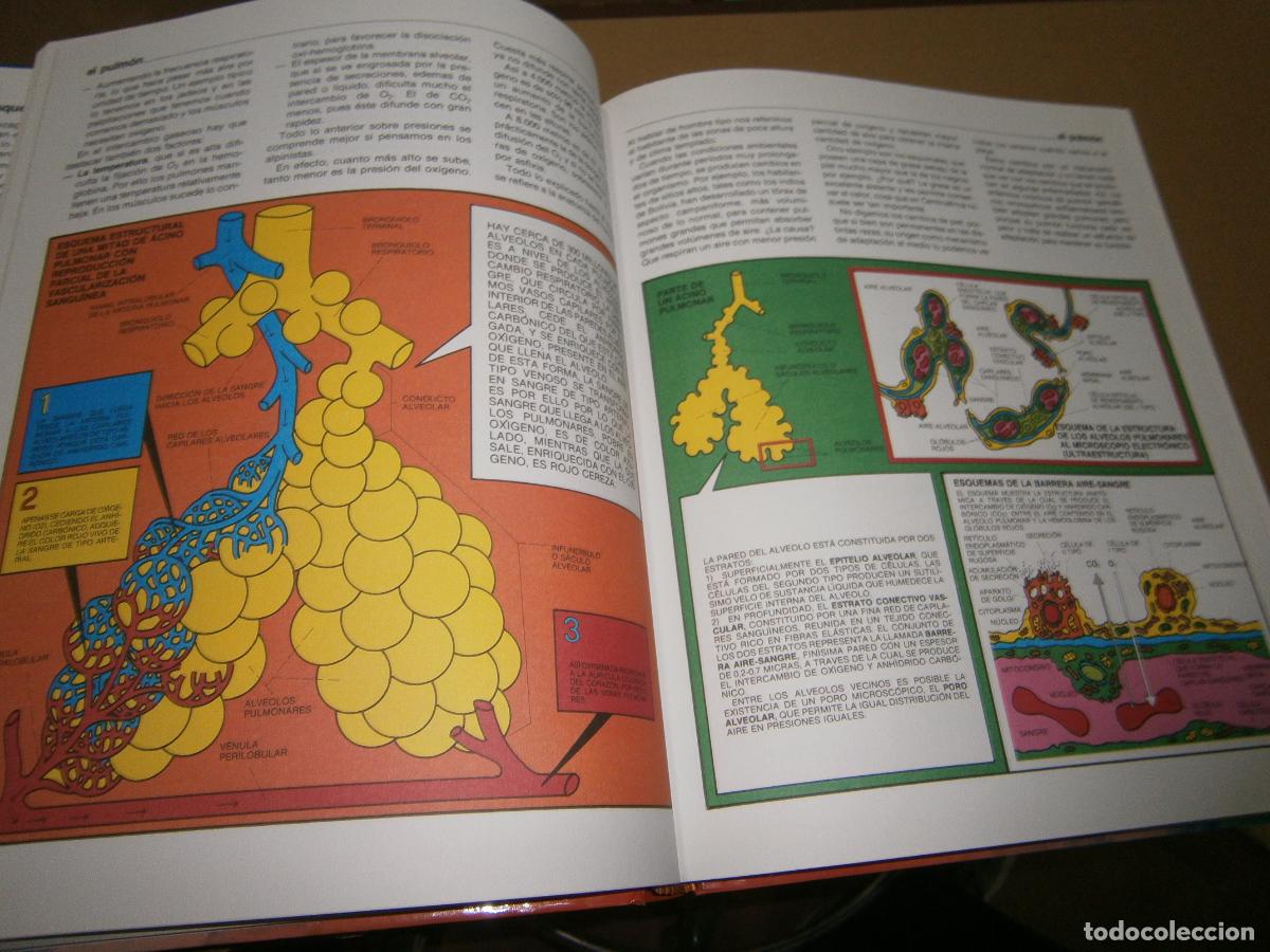 Libros de segunda mano: ANTIGUO LIBRO - EL CUERPO HUMANO - Foto 4