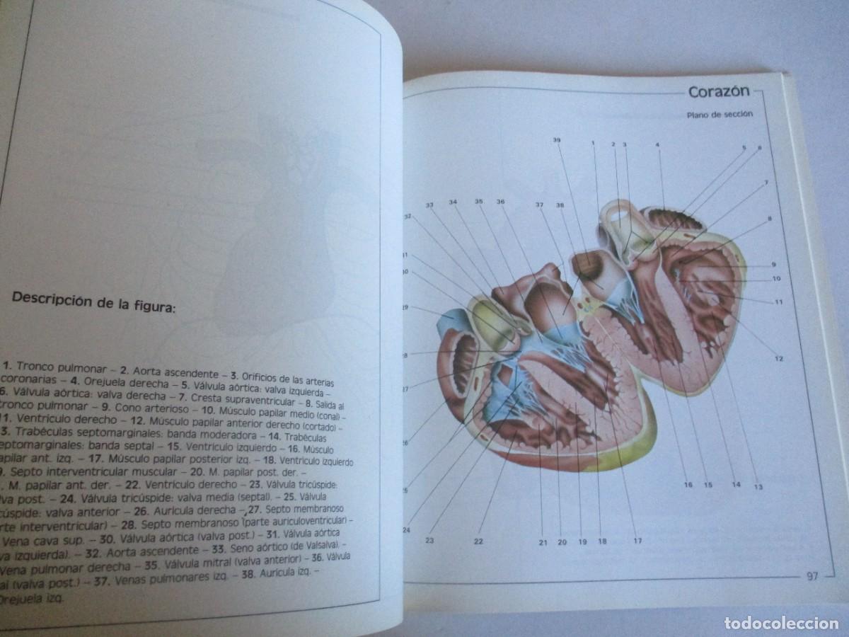 Libros de segunda mano: Atlas de anatom&iacute;a W29279 - Foto 2