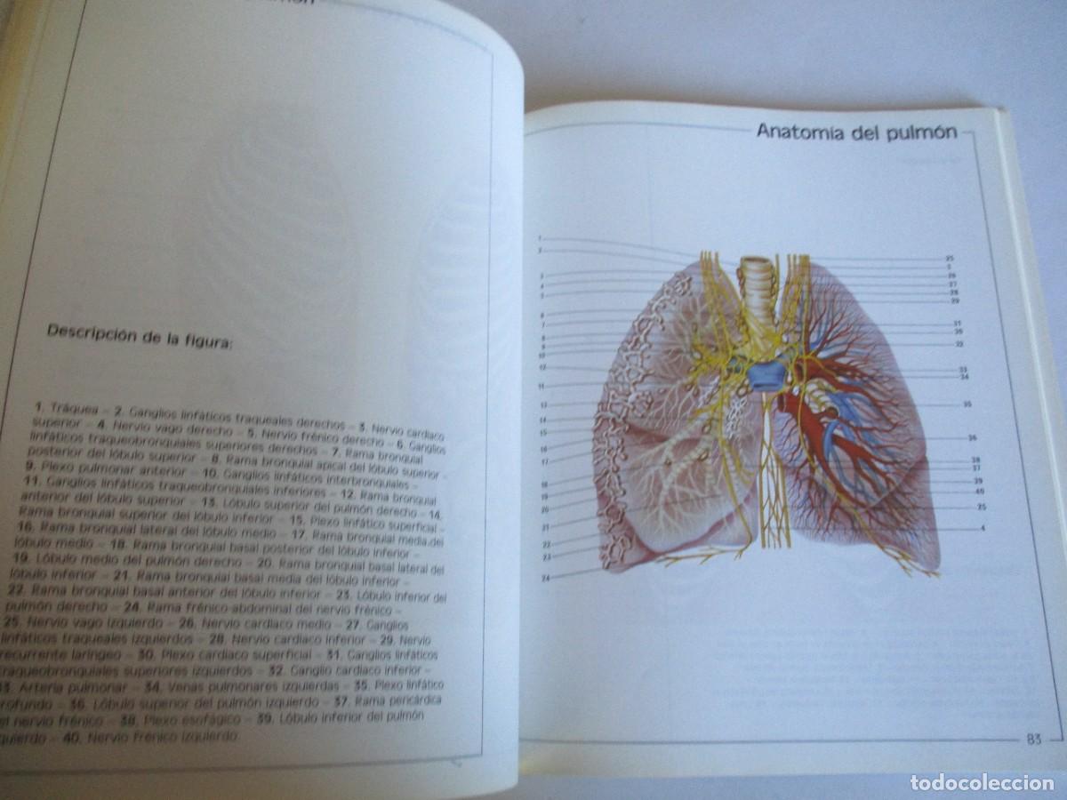 Libros de segunda mano: Atlas de anatom&iacute;a W29279 - Foto 3