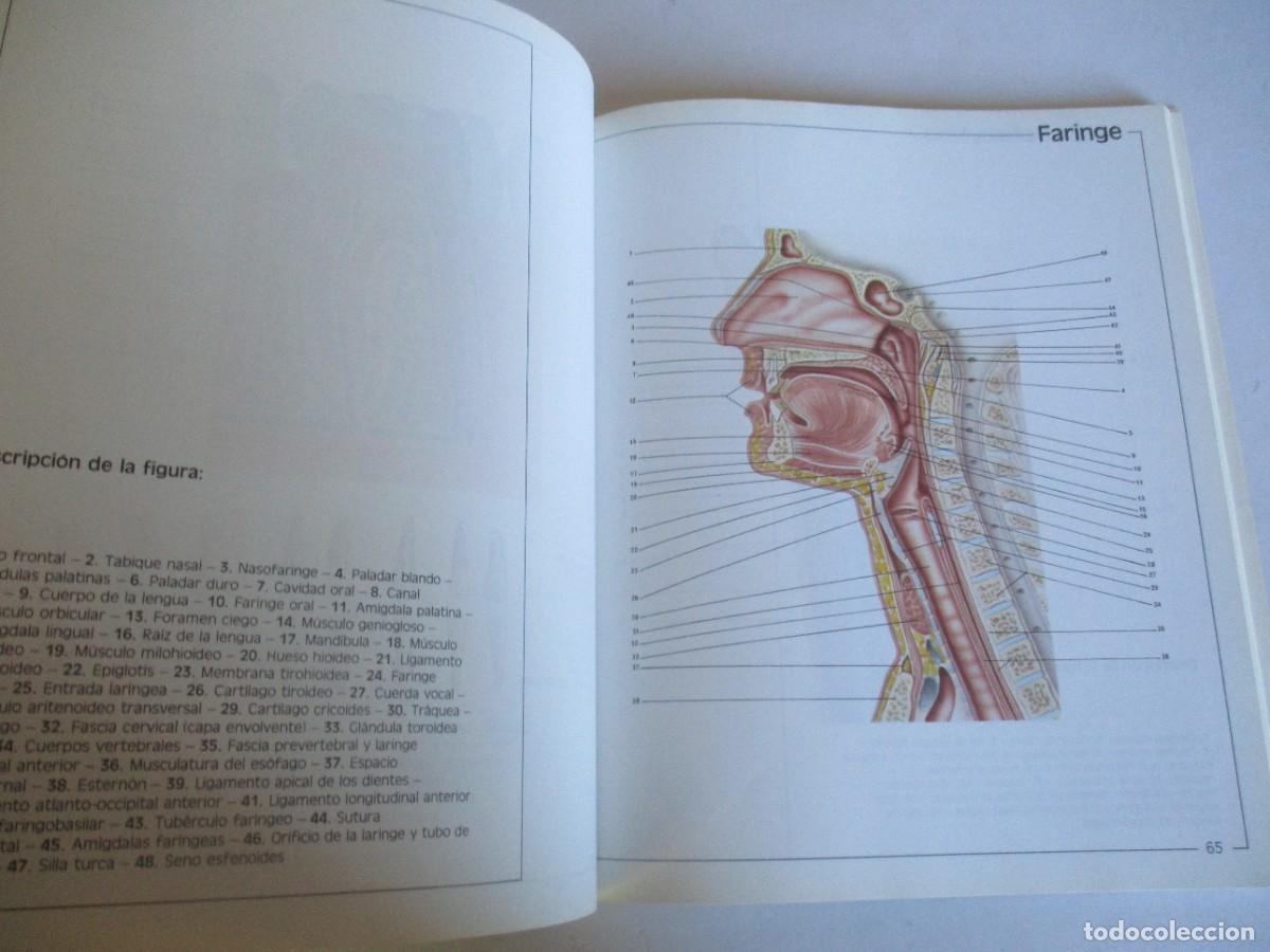 Libros de segunda mano: Atlas de anatom&iacute;a W29279 - Foto 4