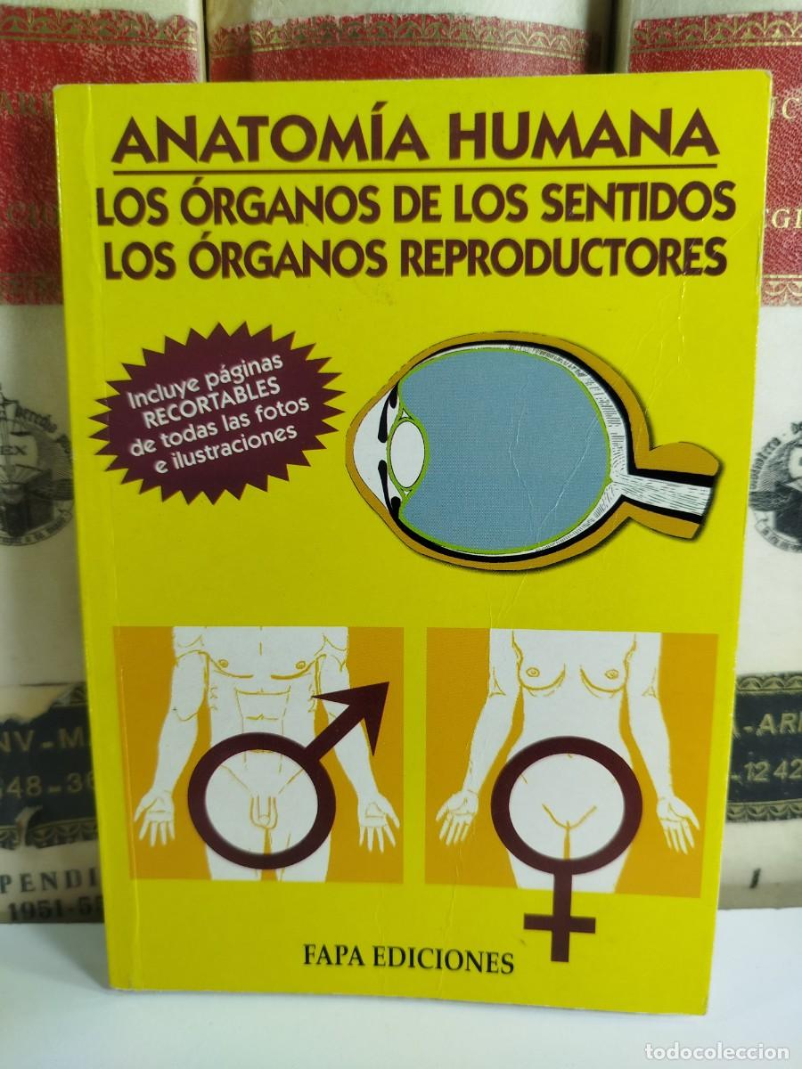 Second hand books: ANATOMIA HUMANA: LOS ORGANOS DE LOS SENTIDOS/ LOS ORGANOS REPRODUCTORES. V.V.A.A.