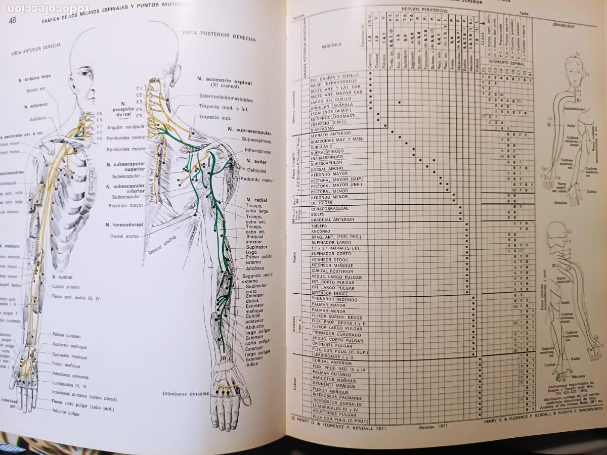 Libros de segunda mano: M&uacute;sculos, pruebas y funciones Kendall y Wadsworth - Foto 6