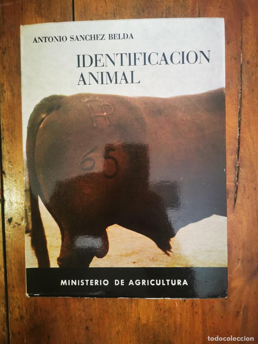 Libros de segunda mano: S&Aacute;NCHEZ BELDA, Antonio. Identificaci&oacute;n animal - Foto 1