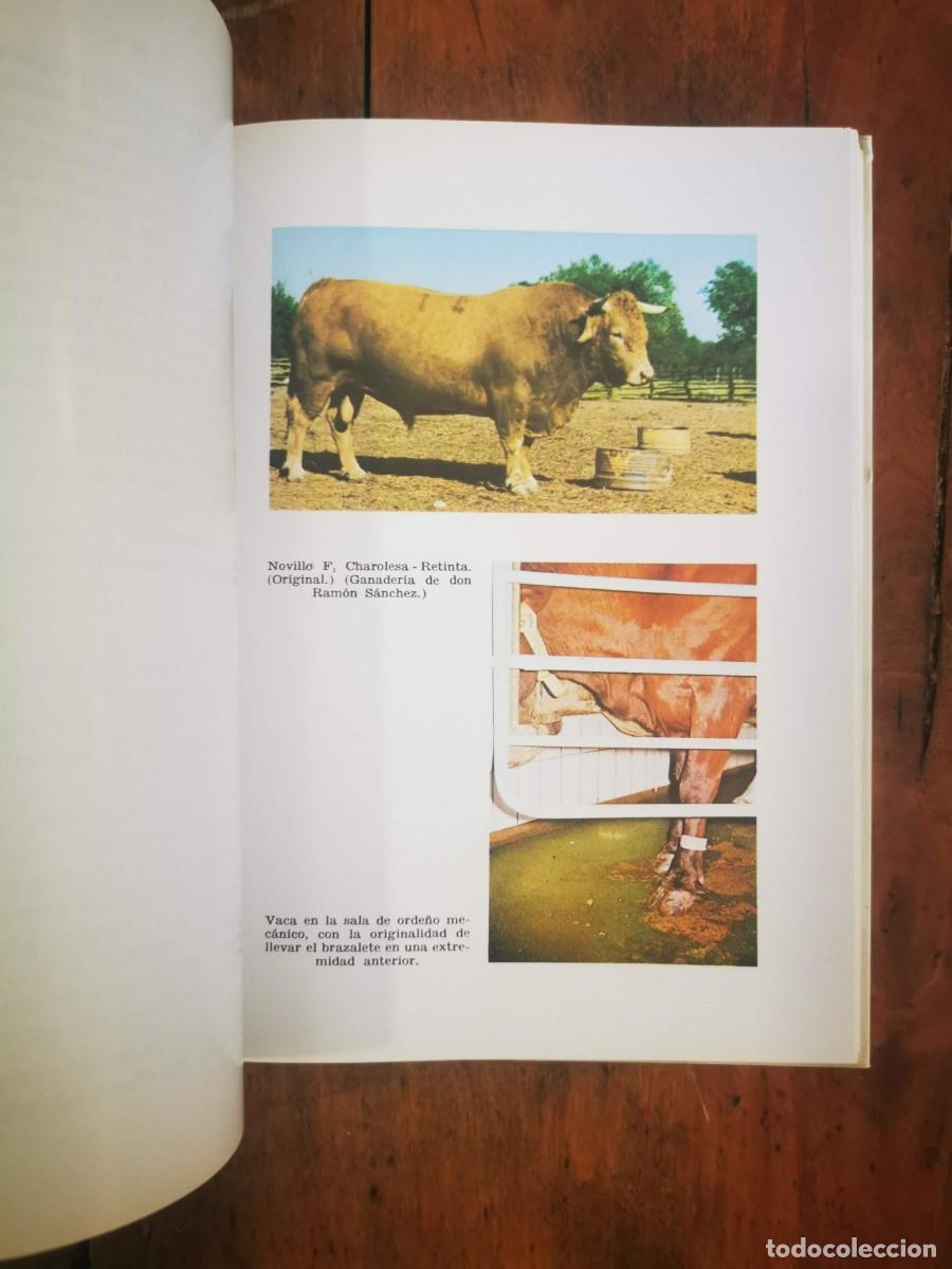 Libros de segunda mano: S&Aacute;NCHEZ BELDA, Antonio. Identificaci&oacute;n animal - Foto 3