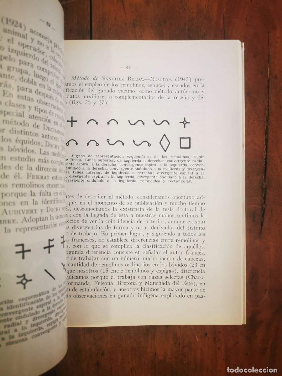 Libros de segunda mano: S&Aacute;NCHEZ BELDA, Antonio. Identificaci&oacute;n animal - Foto 4
