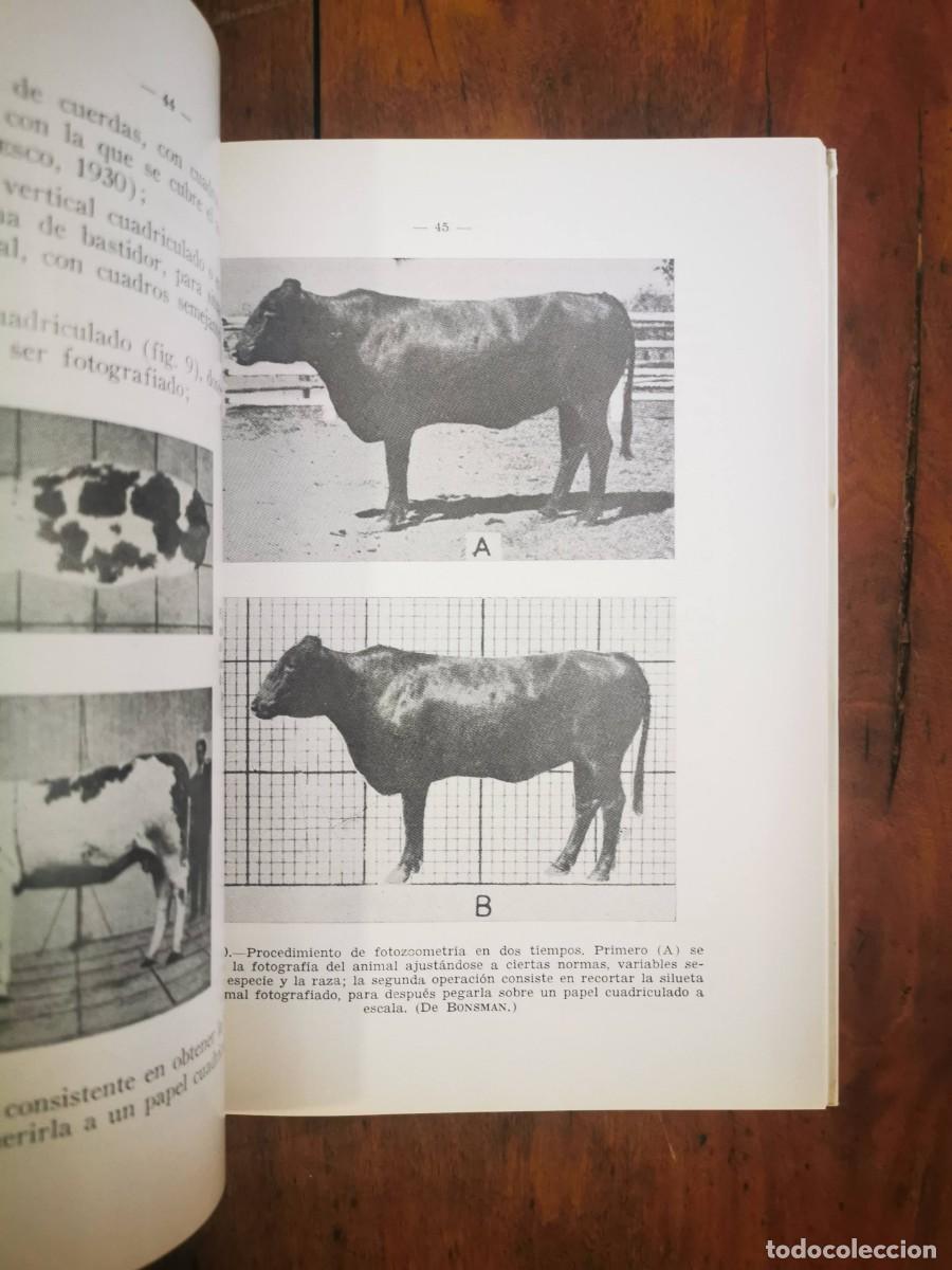 Libros de segunda mano: S&Aacute;NCHEZ BELDA, Antonio. Identificaci&oacute;n animal - Foto 5