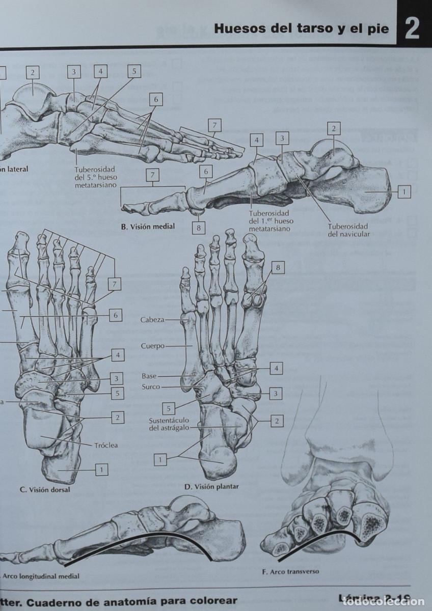 Libros de segunda mano: CUADERNO DE ANATOM&Iacute;A PARA COLOREAR - John T. HANSEN - Foto 3