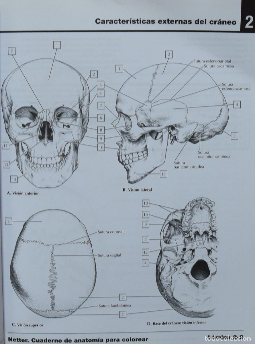 Libros de segunda mano: CUADERNO DE ANATOM&Iacute;A PARA COLOREAR - John T. HANSEN - Foto 4