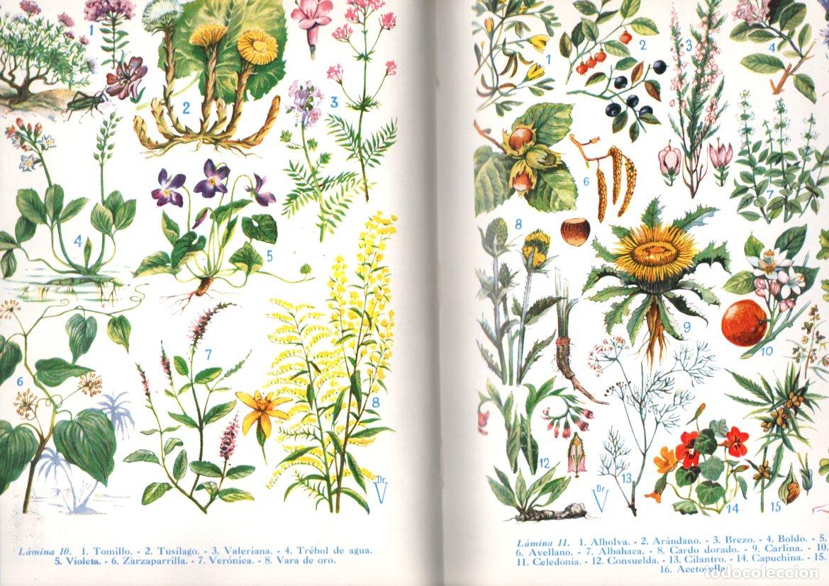 Libros de segunda mano: DR. VANDER : PLANTAS MEDICINALES (1970) - Foto 2