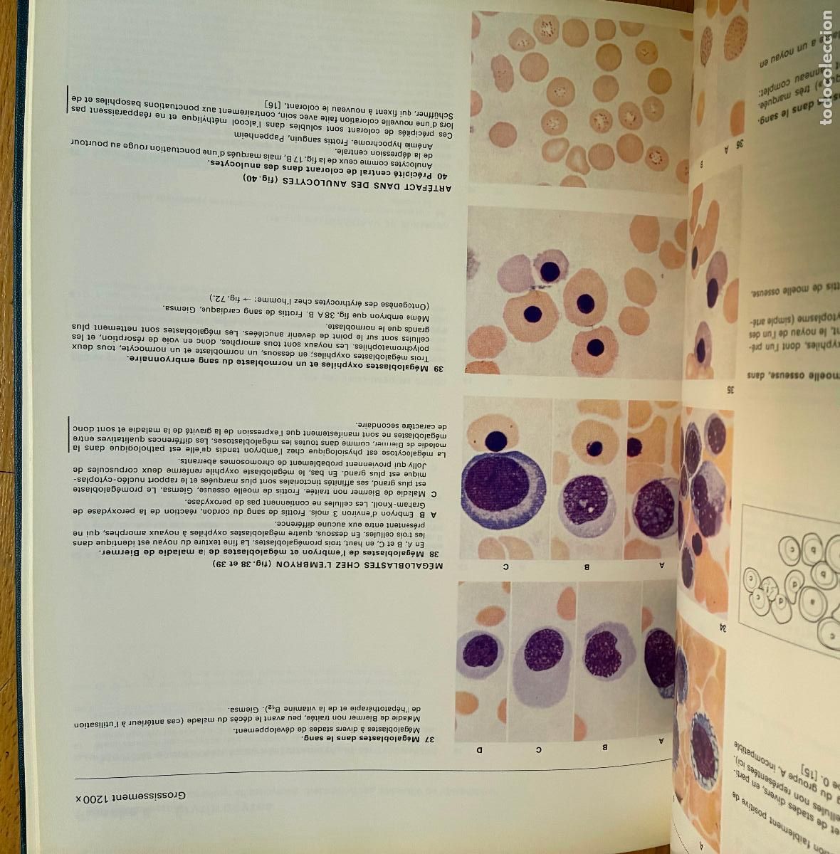 Libros de segunda mano: PLANCHES D`HEMATOLOGIE SANDOZ, - Foto 2
